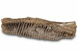 Sub-Adult Hadrosaur (Edmontosarus) Jaw Section - Montana #308271-1